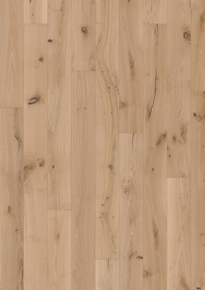 Oak Ovis