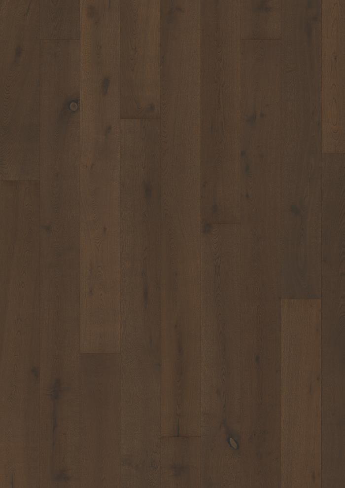 Oak Ursus