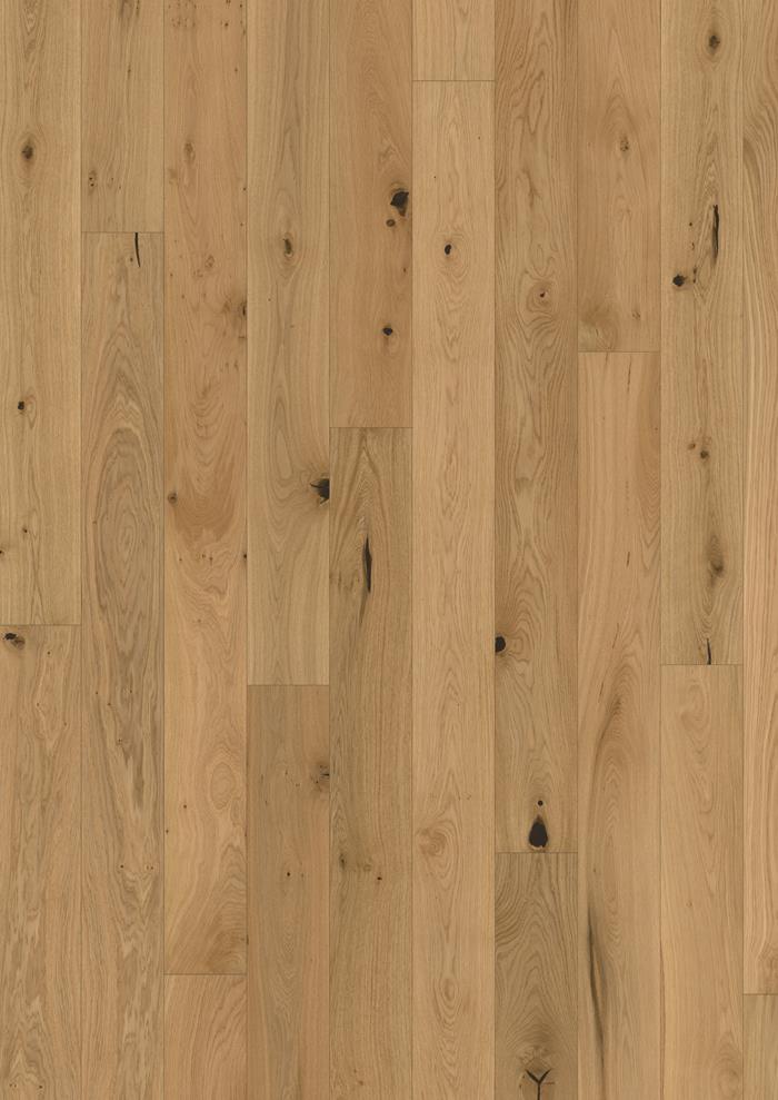 Oak Tulip