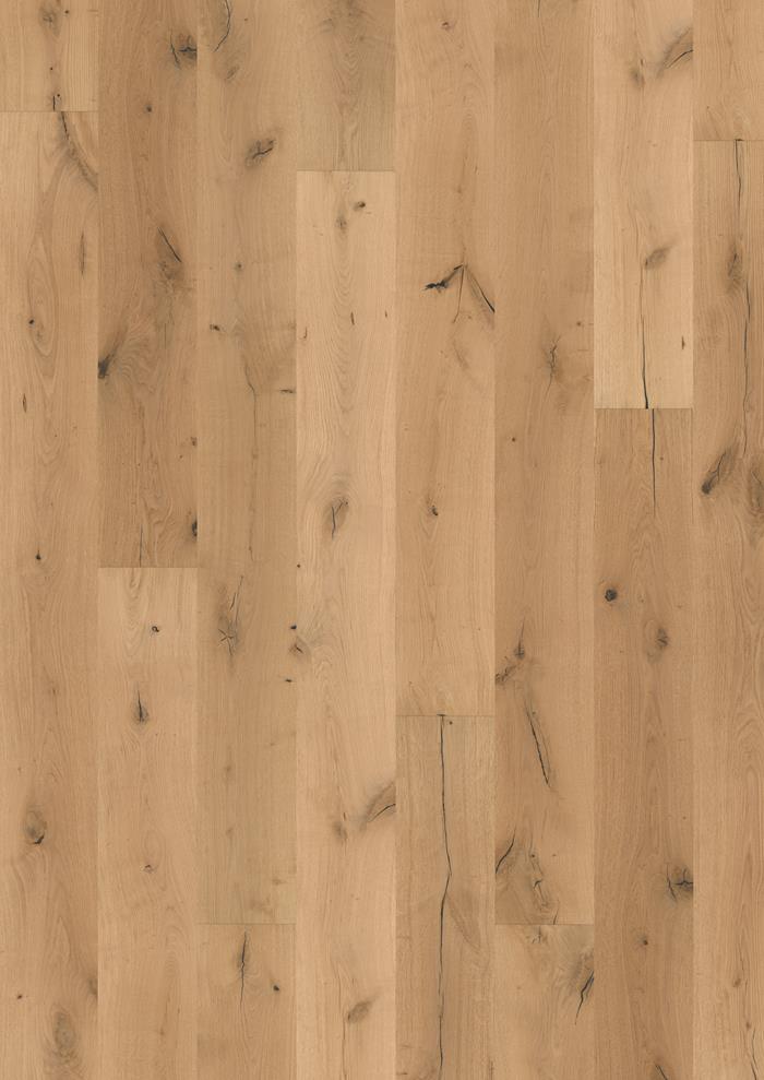 Oak Boreas